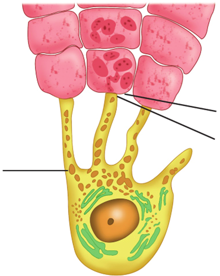 Epidermal-melanin unit
