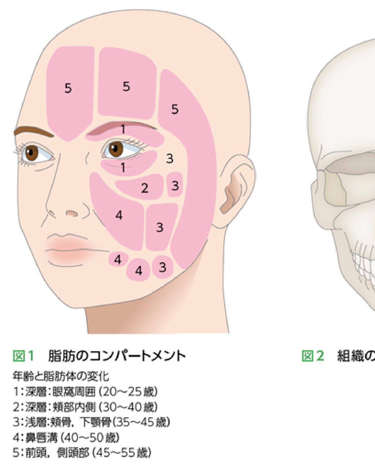 顔面脂肪コンパートメントの経年変化