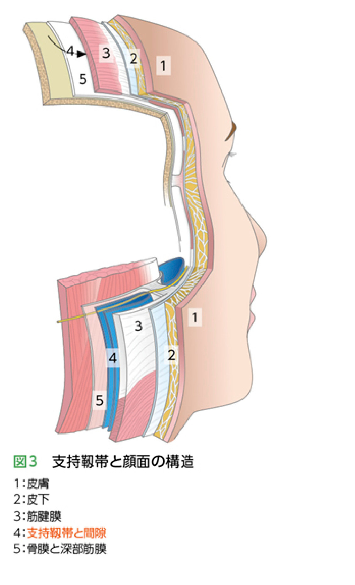 支持靱帯と顔面5層構造の断面図